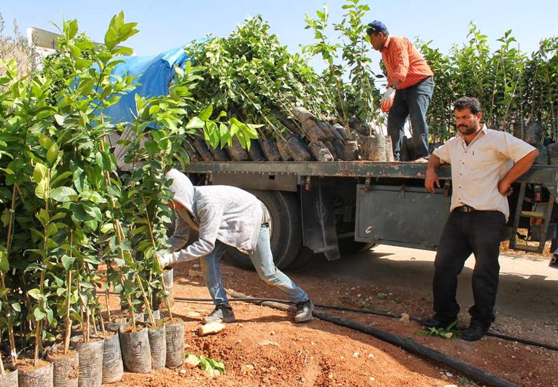 Million Tree Program in Palestine
