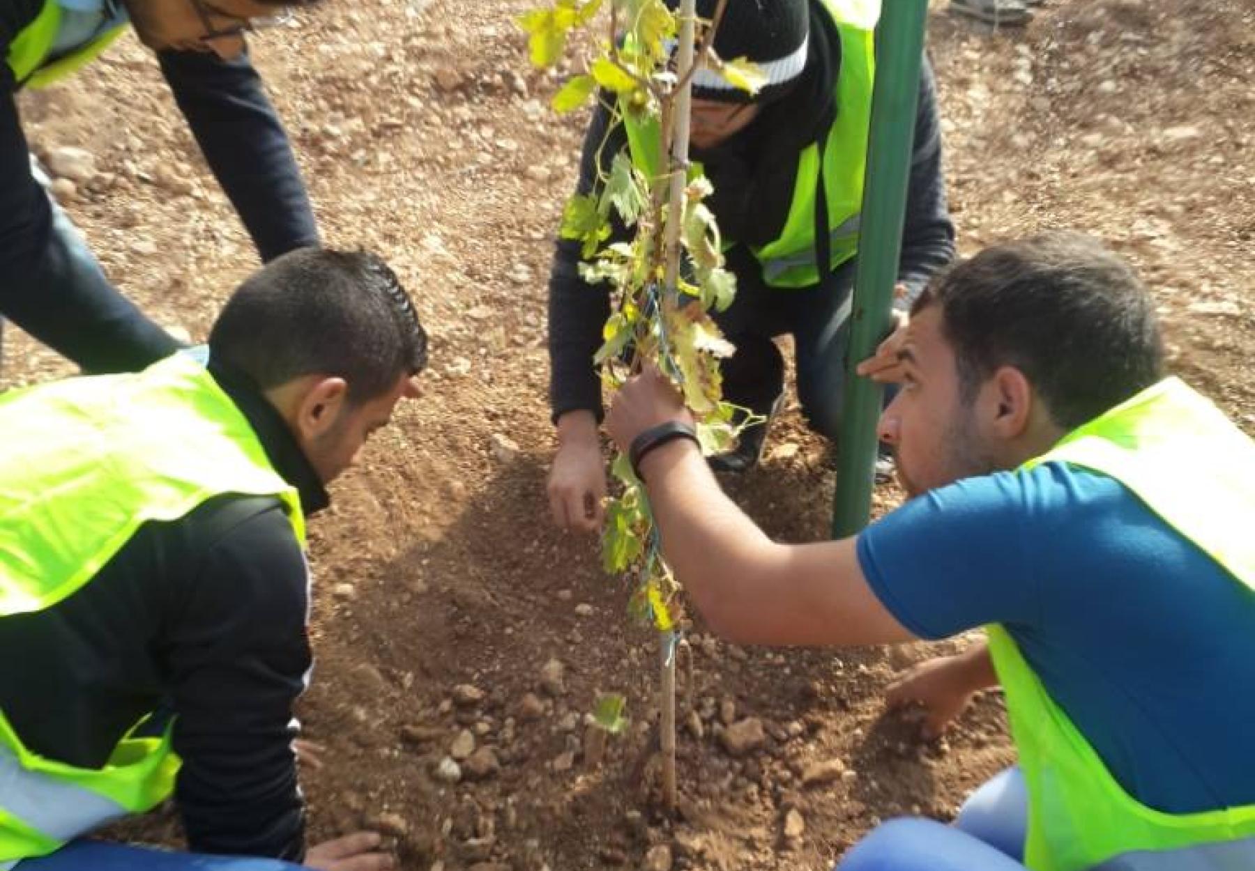 العربية وشركة BCI يزرعان أشجار العنب في عجلون