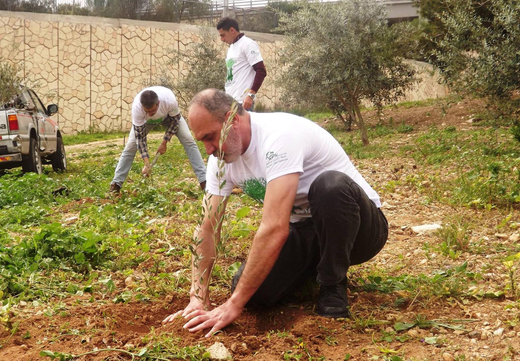 أرض فلسطين تحتضن 2500 شجرة زيتون جديدة