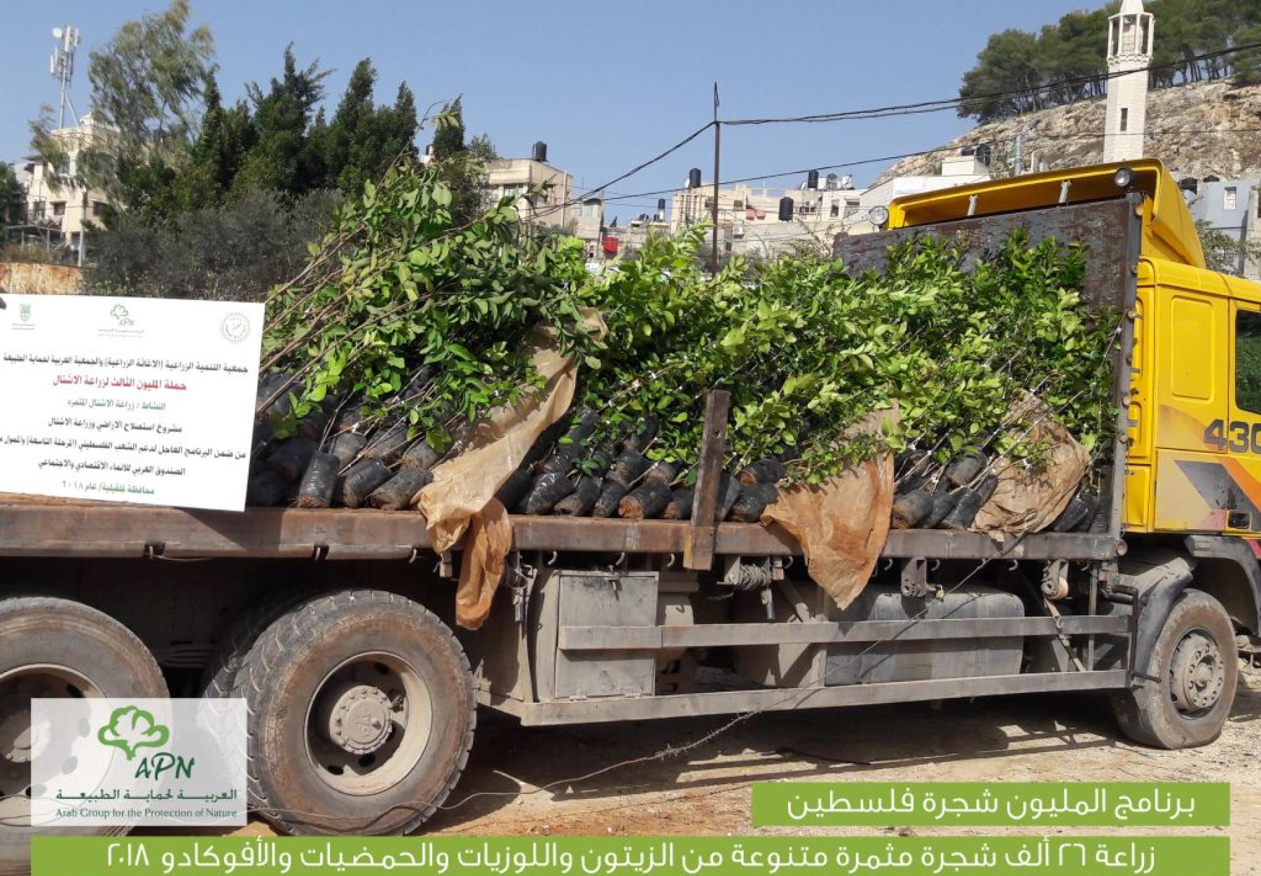 المليون شجرة تزرع 26 ألف شجرة في قرى شمال فلسطين المهددة بالمصادرة