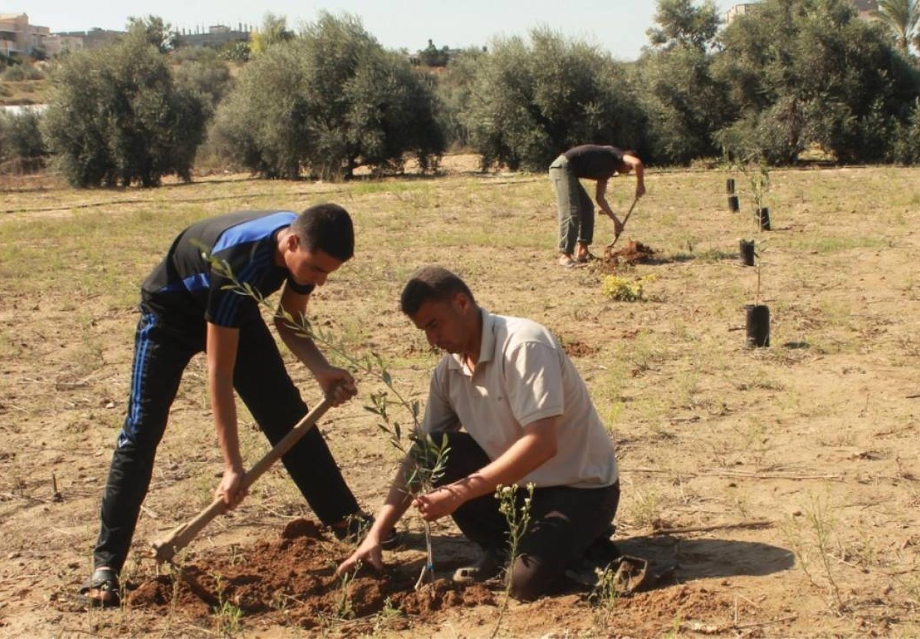 العربية تطلق مشروع "ازرع شجرة لك في غزة"
