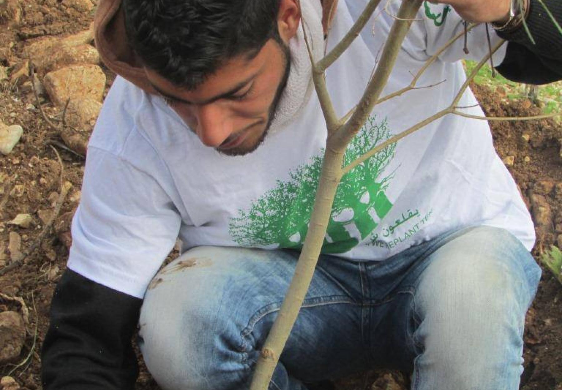 برنامج المليون شجرة يزرع أشجار الزيتون في قريتي عتيل والشوفة في طولكرم