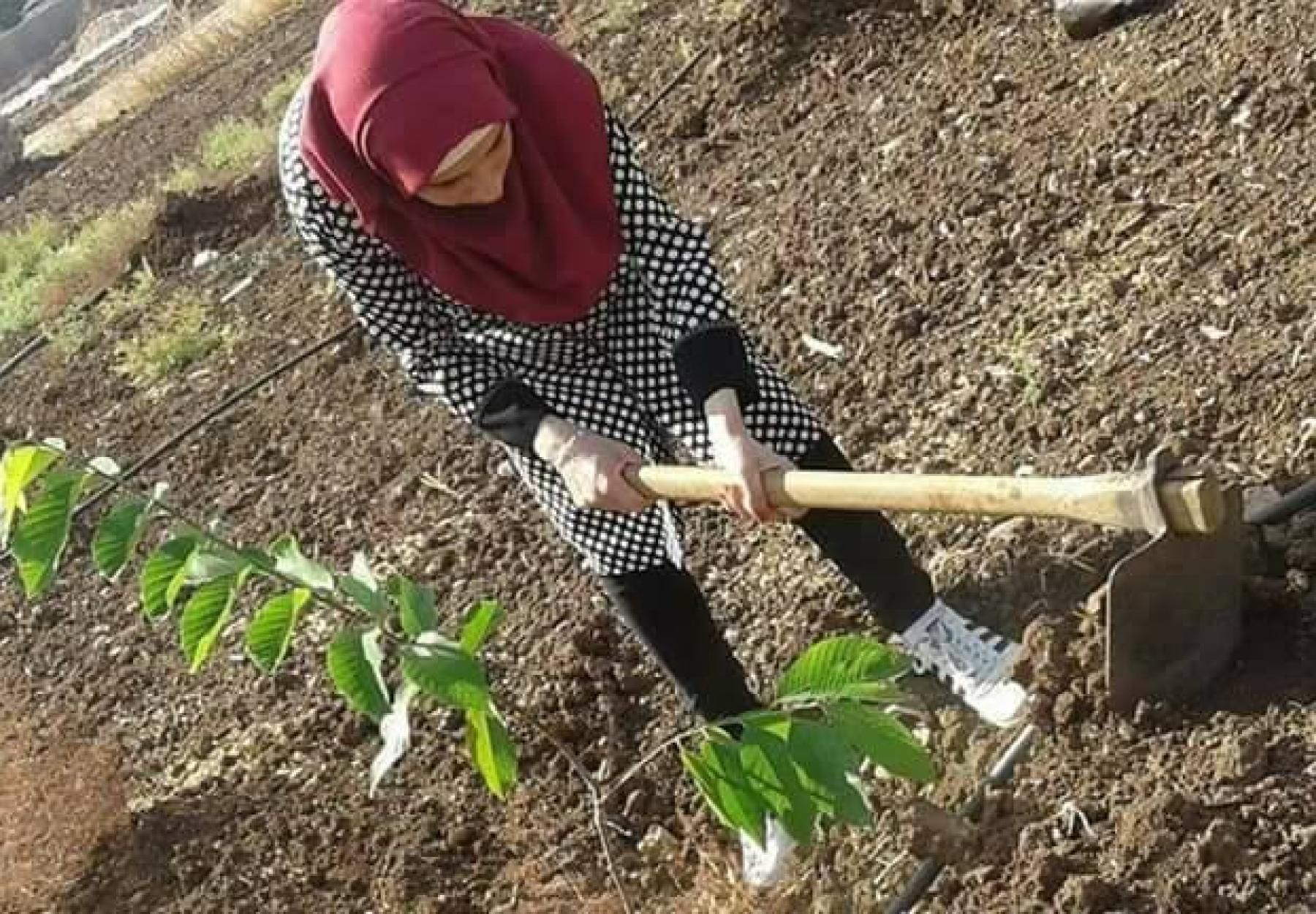 العربية تزرع أشجار "القشطة والجوافة والأفوكادو" في خضوري- طولكرم