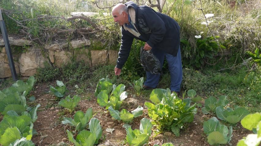العربية تزود مزارعي قرى غرب القدس بما يزيد عن 60.000 شتلة خضراوات
