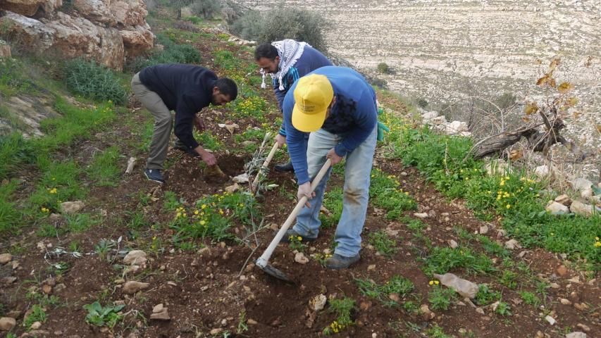 تنفيذ المرحلة الثانية من مشروع "ازرع شجرة لك في القدس"