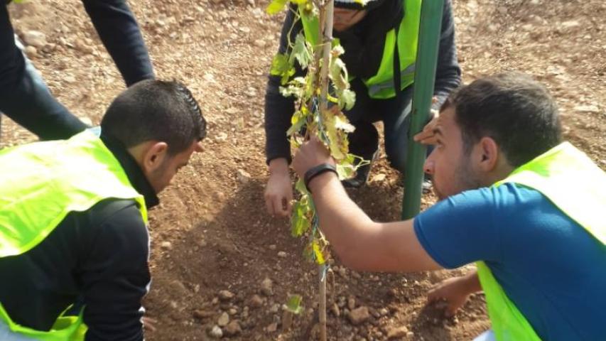 العربية وشركة BCI يزرعان أشجار العنب في عجلون