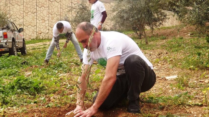 أرض فلسطين تحتضن 2500 شجرة زيتون جديدة
