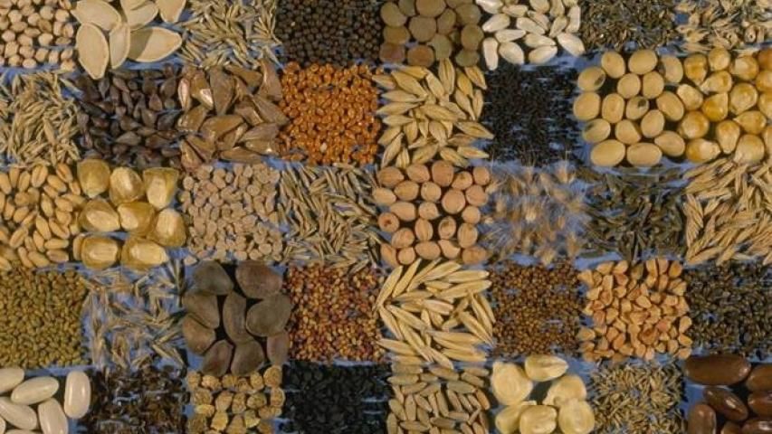 رغما عن الاحتلال, العربية تشارك في ندوة مشروع "مكتبة البذور البلدية" في فلسطين