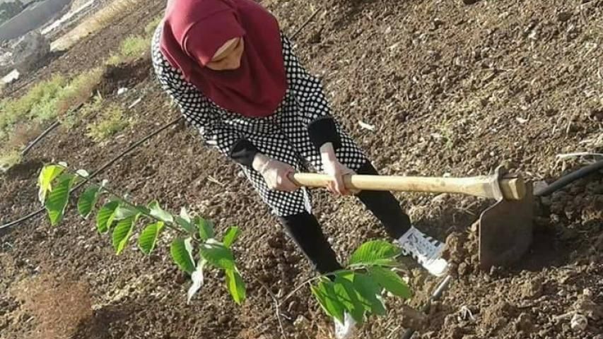 العربية تزرع أشجار "القشطة والجوافة والأفوكادو" في خضوري- طولكرم