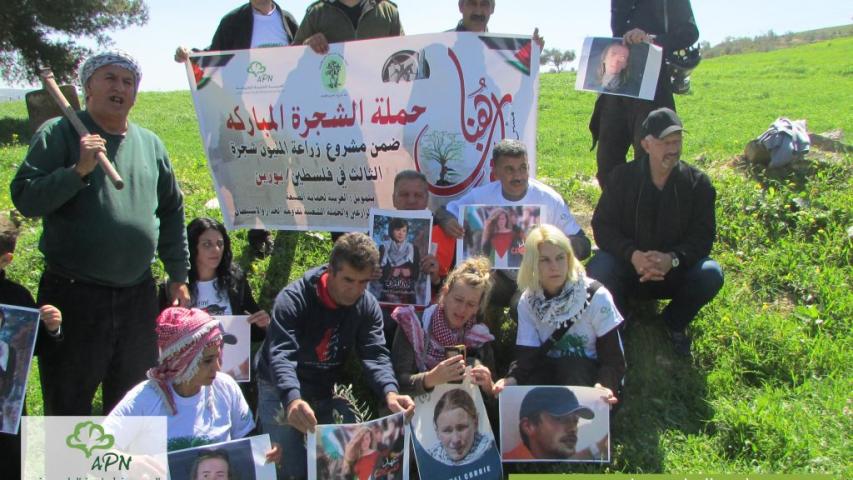 زراعة الزيتون بذكرى استشهاد راشيل كوري وباسم البطلة عهد التميمي