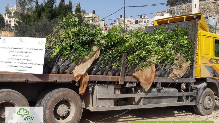 المليون شجرة تزرع 26 ألف شجرة في قرى شمال فلسطين المهددة بالمصادرة