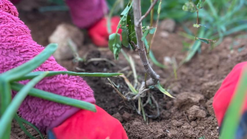 العربية لحماية الطبيعة